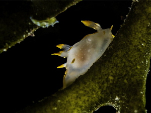 All the way down (or is it up?) 
With focus, Polycera qu... by Fernando Trindade 